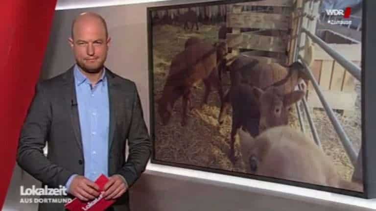 WDR berichtet über Lammzeit