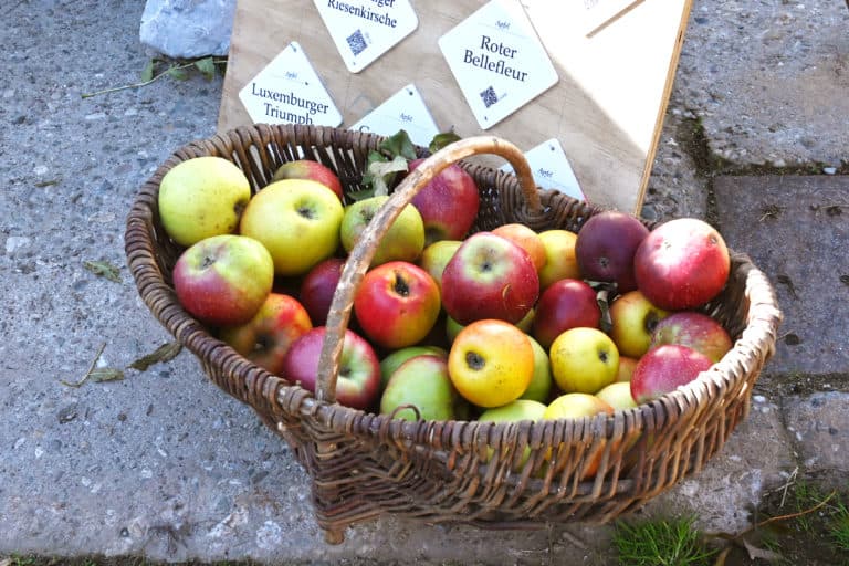 Rückblick auf unser erstes Apfelfest am Niederrhein